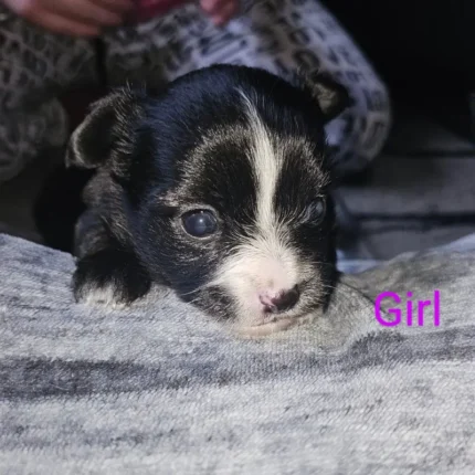 3 Adorable Long Haired Black and White Chihuahua Puppies (1)