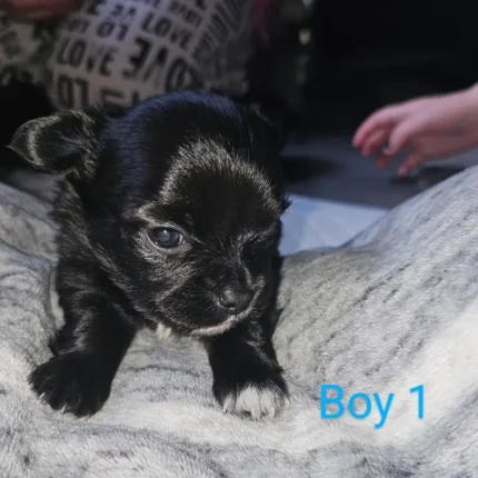 3 Adorable Long Haired Black and White Chihuahua Puppies (4)