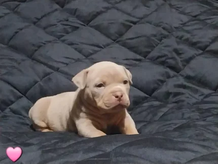 American Bully Dog Brown (5)