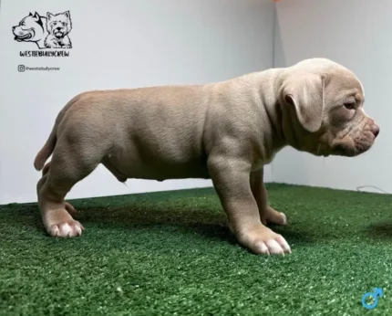 American Bully Pocket bully’s Lucky Luciano grandkids (1)