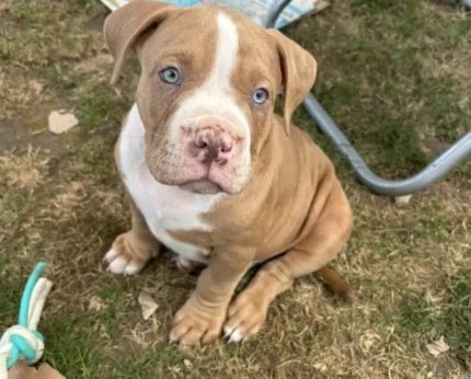 American Pocket Bully Puppies (1)