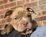 American Pocket Bully Puppies (2)