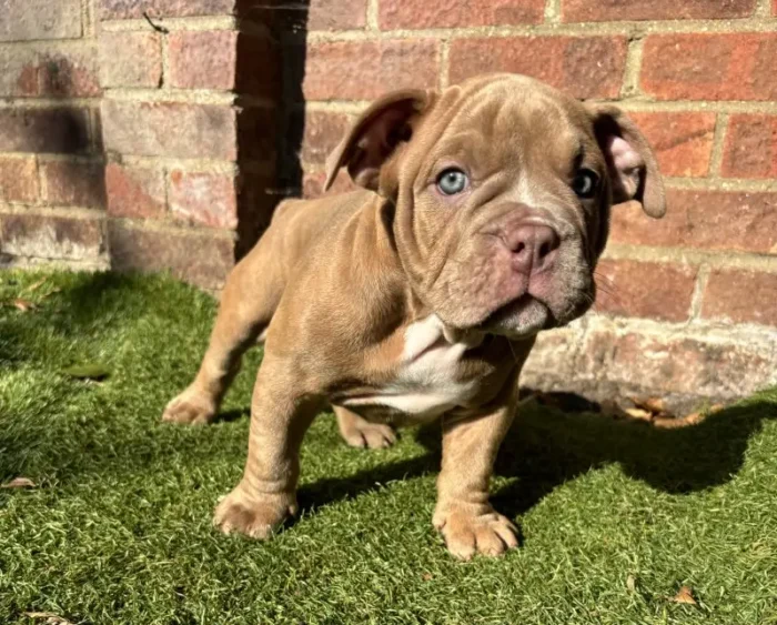 American Pocket Bully Puppies (3)