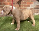 American Pocket Bully Puppies (4)