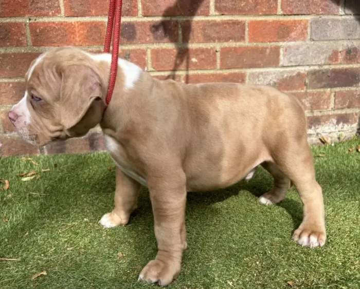 American Pocket Bully Puppies (4)