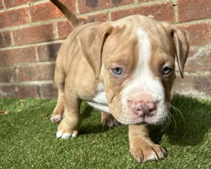 American Pocket Bully Puppies (6)