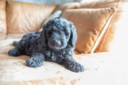 Australian Shepherd Dog Black (3)