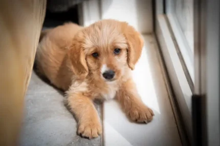 Australian Shepherd Dog Brown (4)