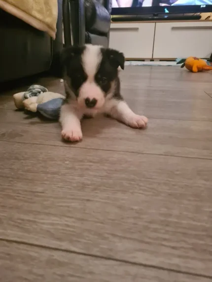 Beautiful Border Collie Puppies (1)