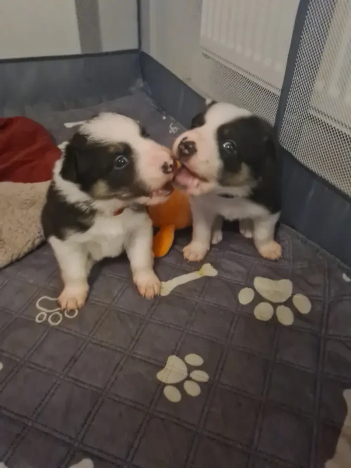 Beautiful Border Collie Puppies (2)