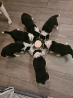 Beautiful Border Collie Puppies (3)