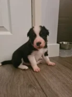 Beautiful Border Collie Puppies (4)