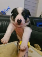 Beautiful Border Collie Puppies (5)