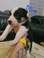 Beautiful Border Collie Puppies (6)