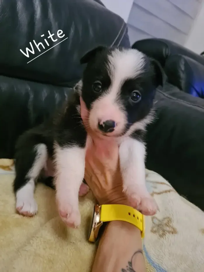 Beautiful Border Collie Puppies (7)