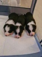 Beautiful Border Collie Puppies (8)