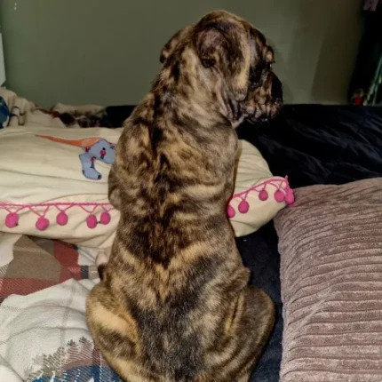 Beautiful Brindle Cane Corso Pups (1)