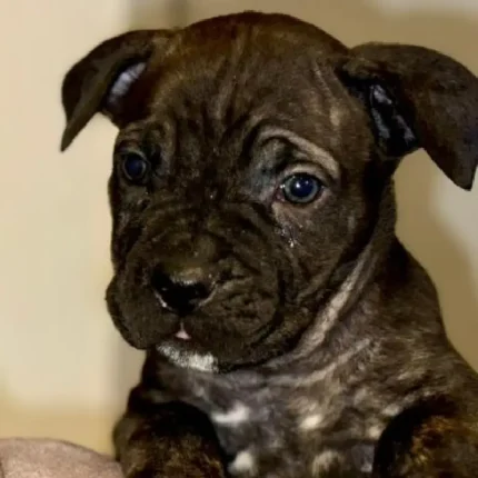 Beautiful Cane Corso Buppie Black (1)