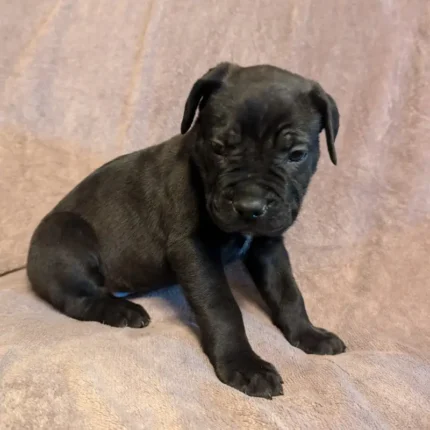 Beautiful Cane Corso Buppie Black (2)