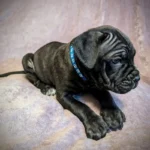 Beautiful Cane Corso Buppie Black (3)