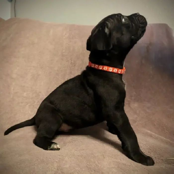 Beautiful Cane Corso Buppie Black (4)