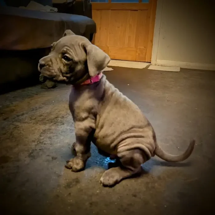 Beautiful Cane Corso puppie Brown (1)