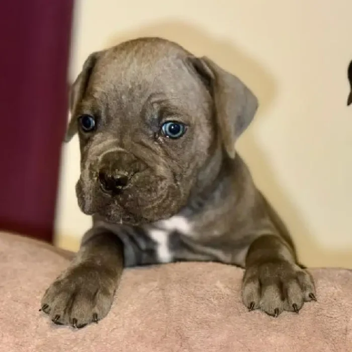 Beautiful Cane Corso puppie Brown (2)