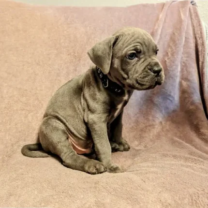 Beautiful Cane Corso puppie Brown (3)