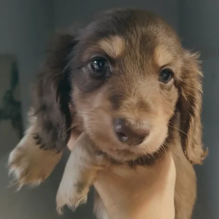 Beautiful Miniature longcoat dachshund puppie Dark Brown (1)