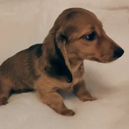 Beautiful Miniature longcoat dachshund puppie Dark Brown (3)