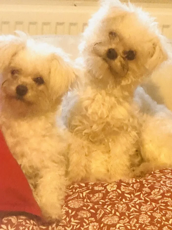 Bichon Frise Mix Bitchon (mum) and Maltese (dad) (1)