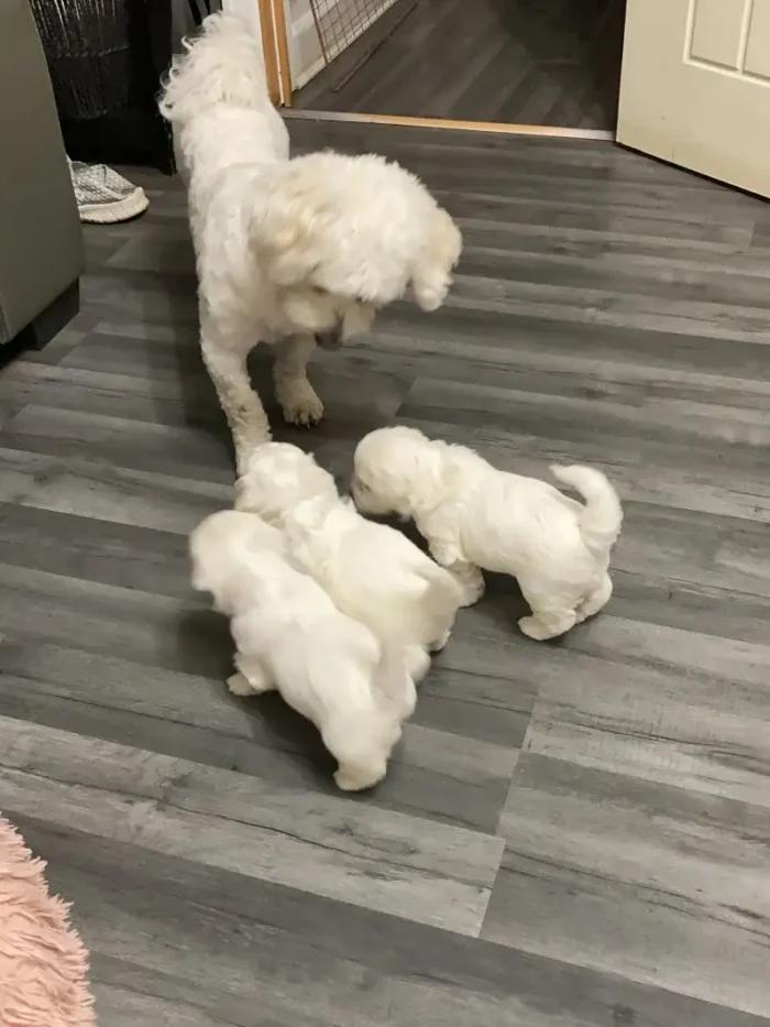 Bichon Frise puppies 4 boys 2 girls (1)