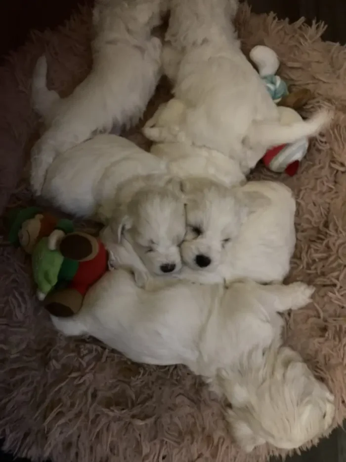 Bichon Frise puppies 4 boys 2 girls (2)