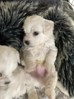 Bichon Frise puppies 4 boys 2 girls (3)