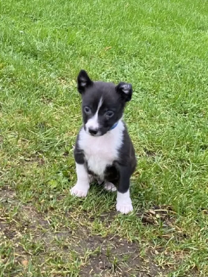 Border Collie Puppies Black (1)