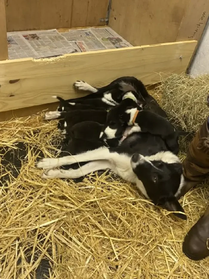 Border Collie Puppies Black (2)