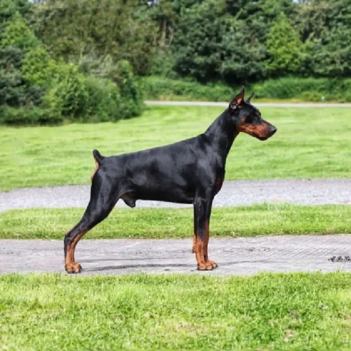 Bred for Health and Temperament Doberman (1)