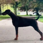 Bred for Health and Temperament Doberman (2)