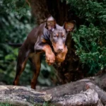 Bred for Health and Temperament Doberman (3)