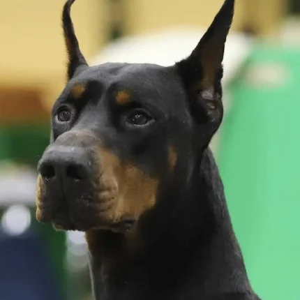 Bred for Health and Temperament Doberman (4)