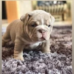 British bulldog puppie Brown (1)