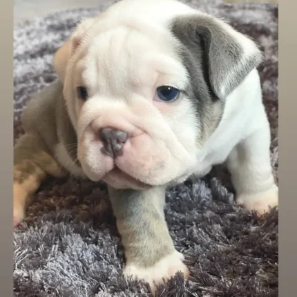 British bulldog puppie White (1)