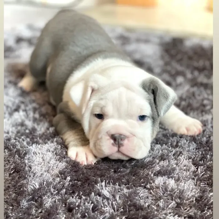 British bulldog puppie White (2)