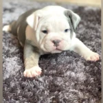 British bulldog puppie White (3)