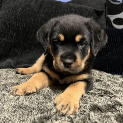 Cane Corso x Rottweiller Puppie (1)