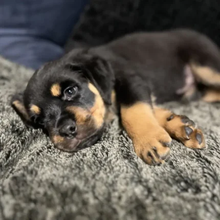 Cane Corso x Rottweiller Puppie (2)