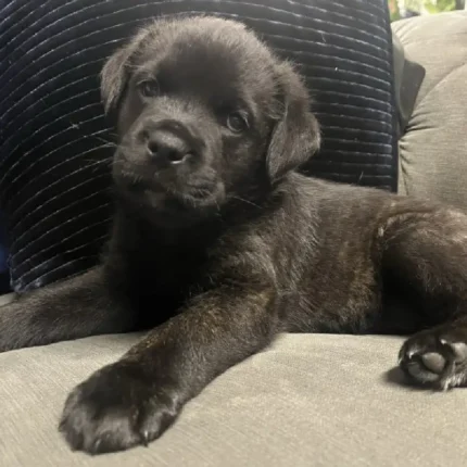 Cane Corso x Rottweiller Puppie Black (1)