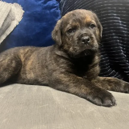 Cane Corso x Rottweiller Puppie Black (2)