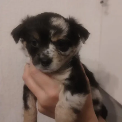 Chihuahua Pups Black (1)