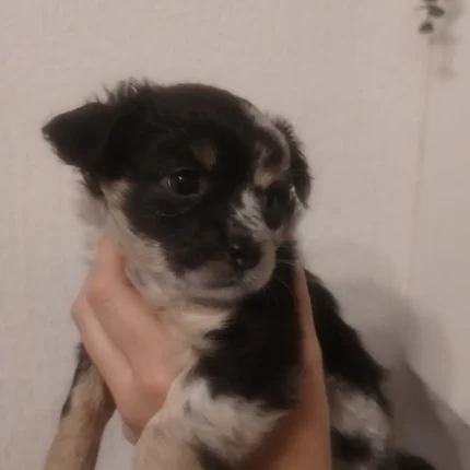 Chihuahua Pups Black (5)